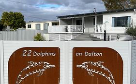 Dolphins On Dalton